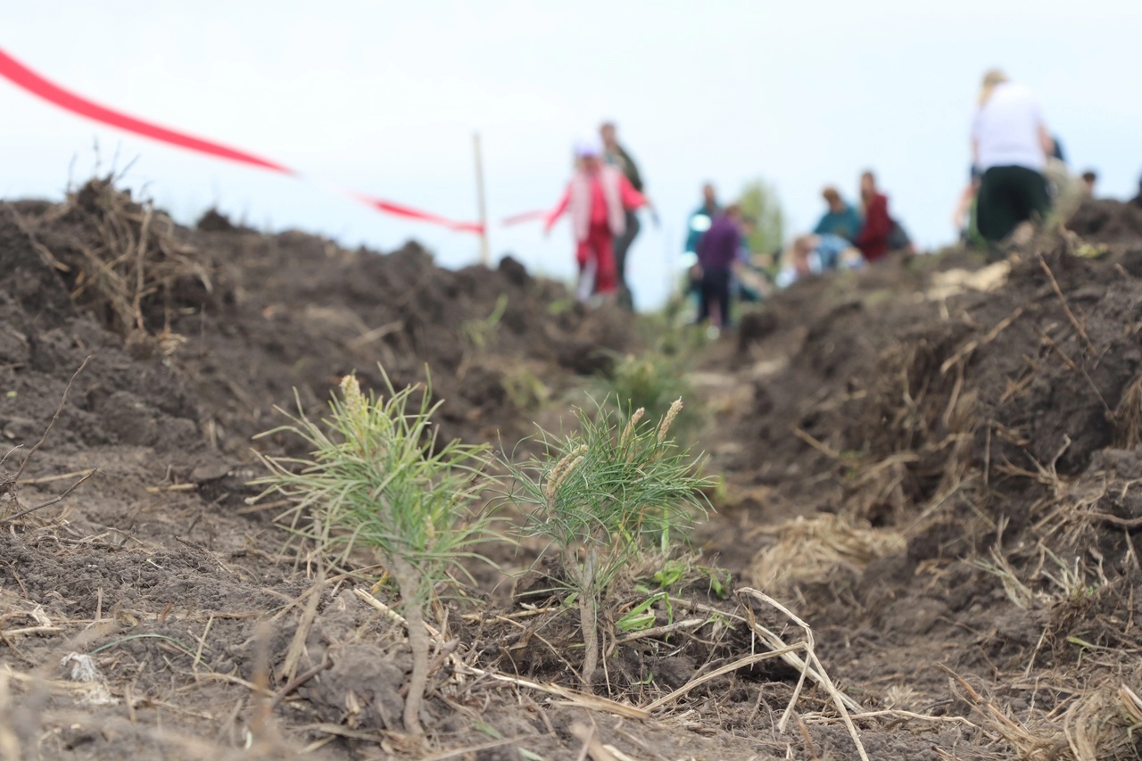 🌲 Отличная новость из села Рыбалово! 🌲.